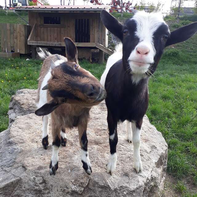 Ferme pédagogique du pichet