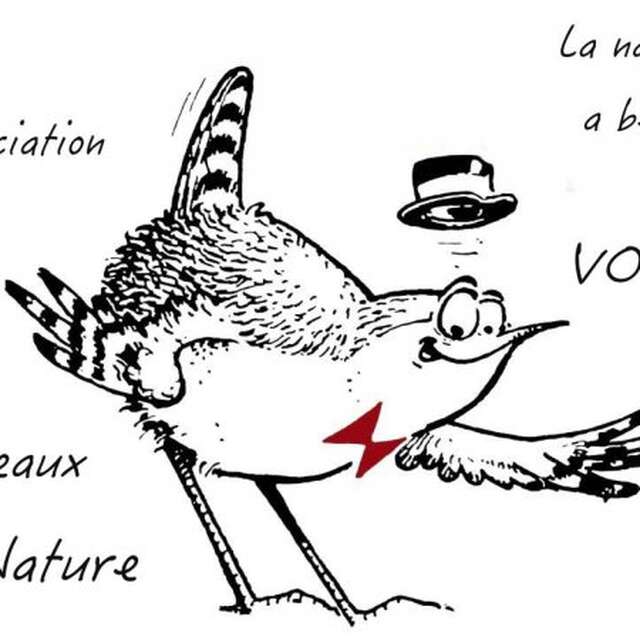 Sortie ornithologique