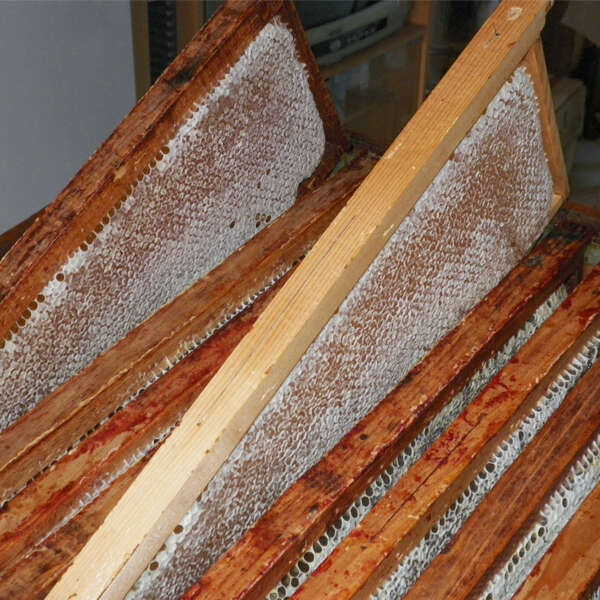 Raphaël Vercher apiculteur