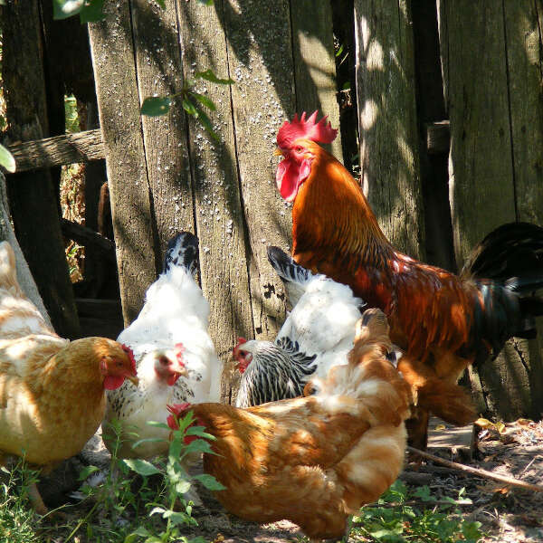 Produits de le ferme la Coussoyote