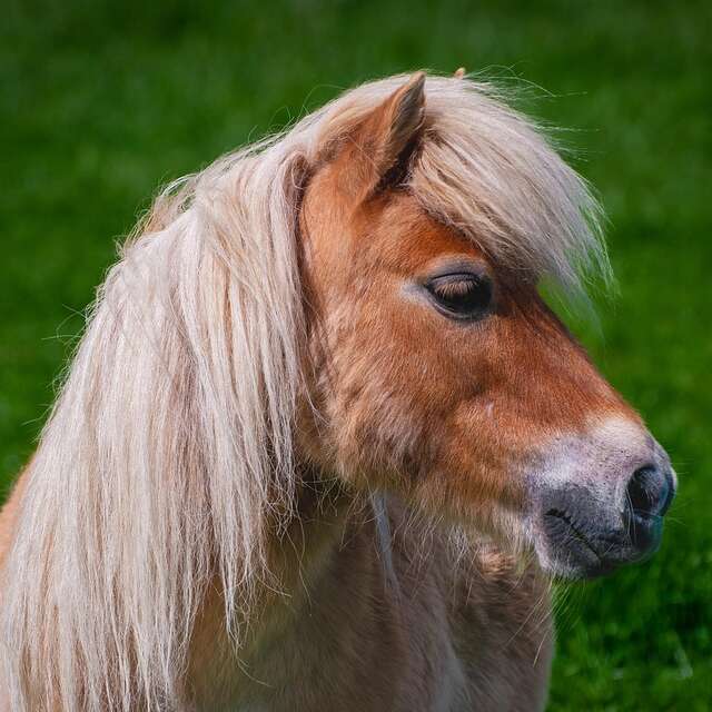 Ambiance tes vacances été - autour du poney