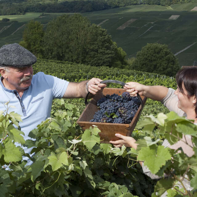 Champagne Brisson-Lahaye