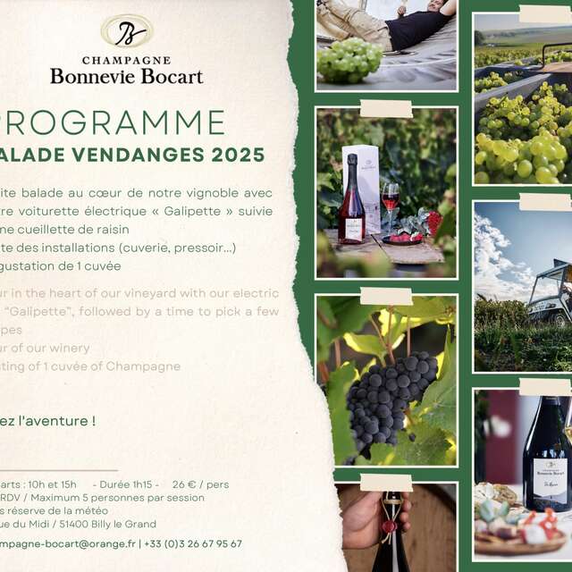 Champagne Bonnevie-Bocart - Balade en voiturette électrique spéciale vendanges