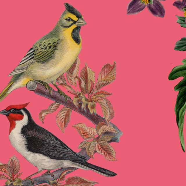 Lectures, jeux, activité manuelle : Oiseaux