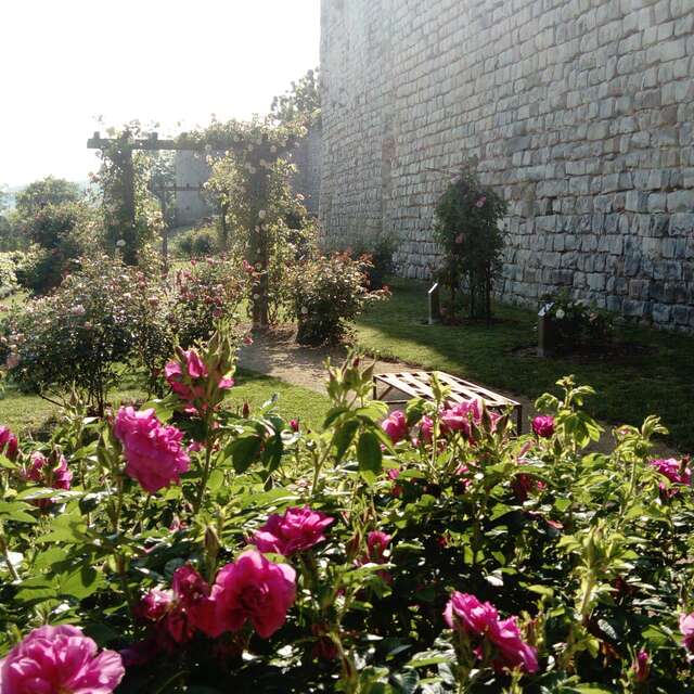 La Roseraie Thibaud IV
