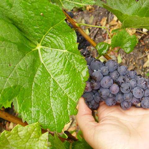 Vendangeur d'un jour ® en Champagne : Champagne Méteyer Père & Fils