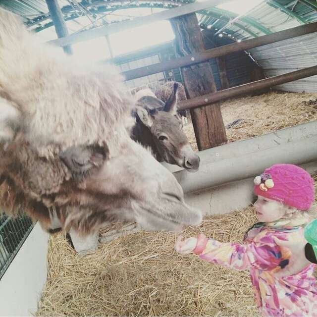 Visite en famille du parc animalier le Camélus à Ghyvelde