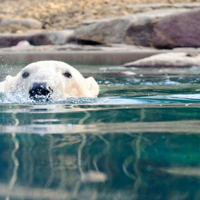 Ciné sous les étoiles