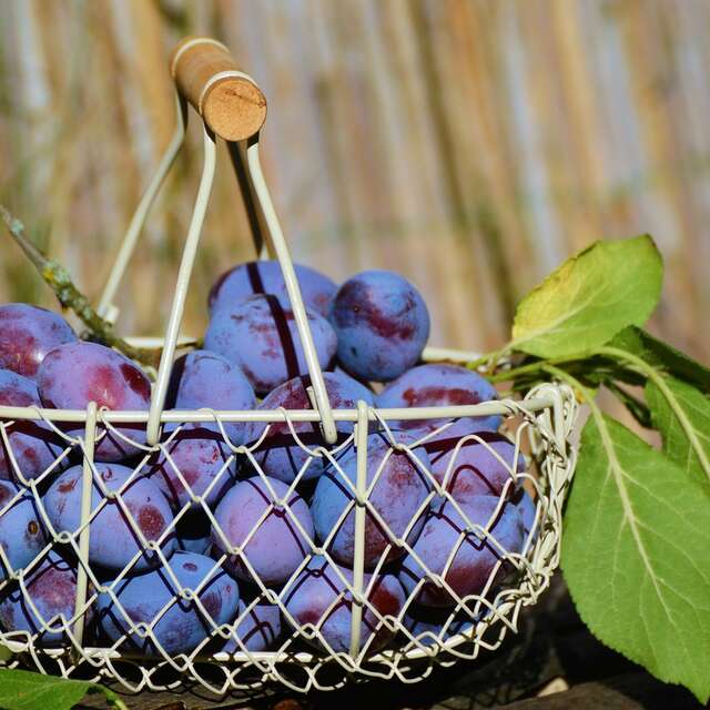 Plum Pie Festival - Zwatschgawayafascht