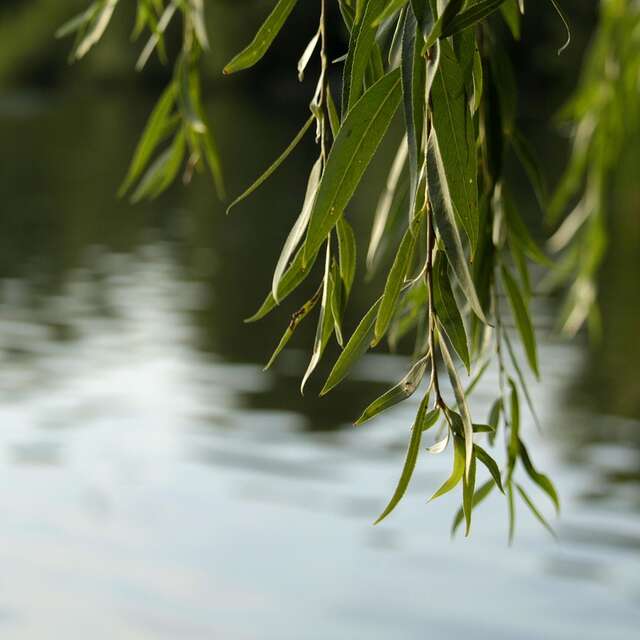 Nature outing: willows