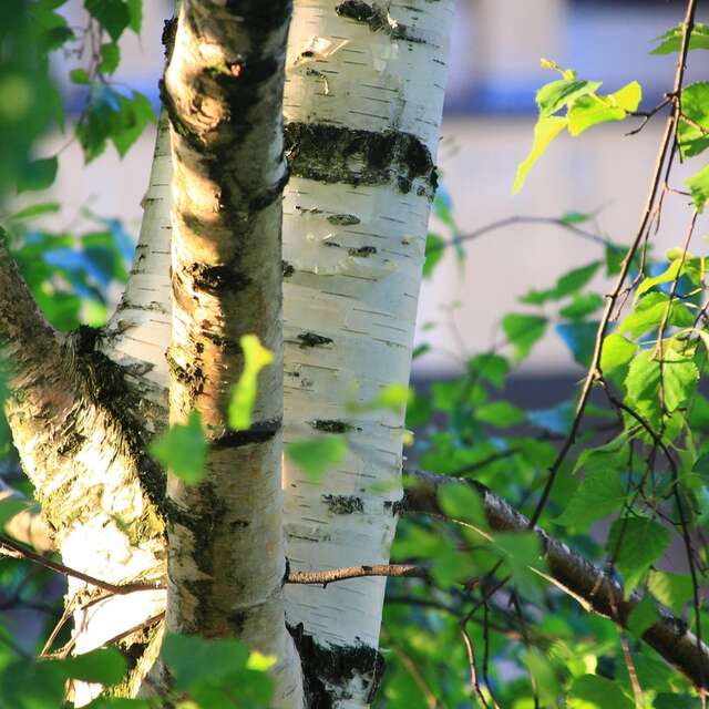 Explore the birch trees