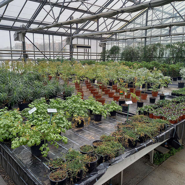 Visite guidée des serres de production et du conservatoire botanique de la Ville de Mulhouse