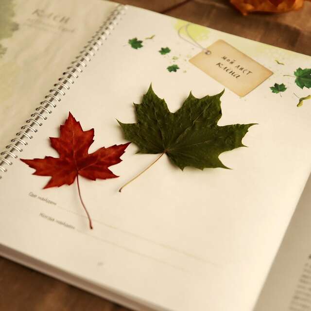 Muséovacances: Ein Herbarium anlegen