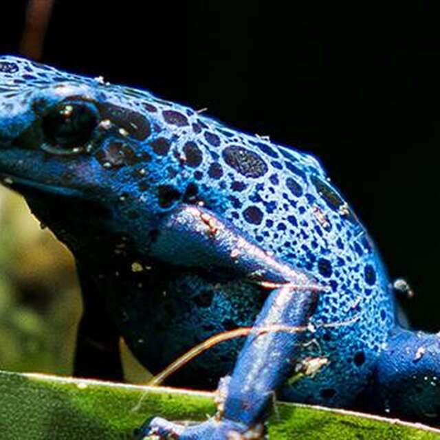 Visite guidée : les couleurs dans le monde du vivant