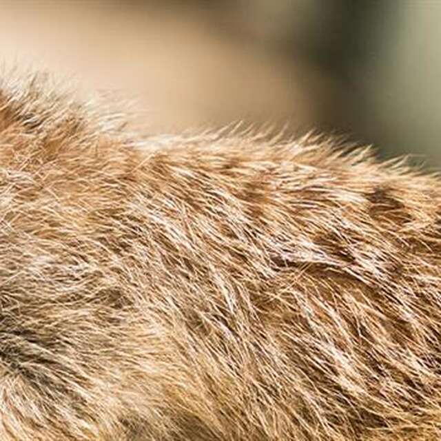 Geführte Tour: Zusammenleben, warum?