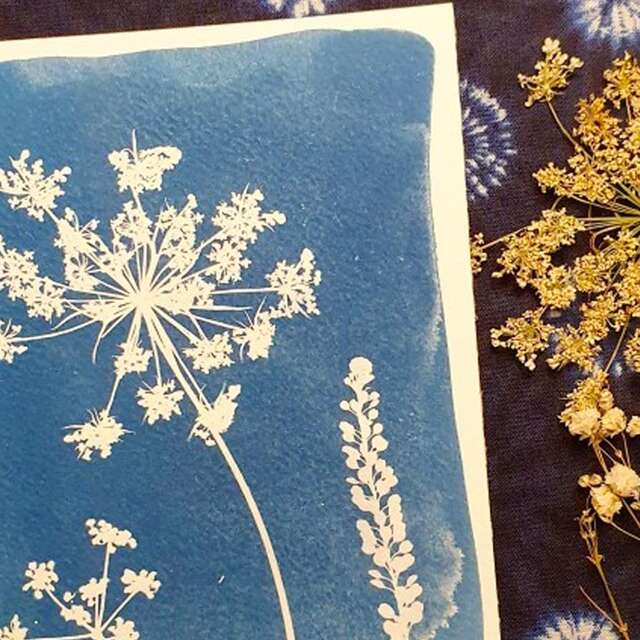 Atelier : cyanotype