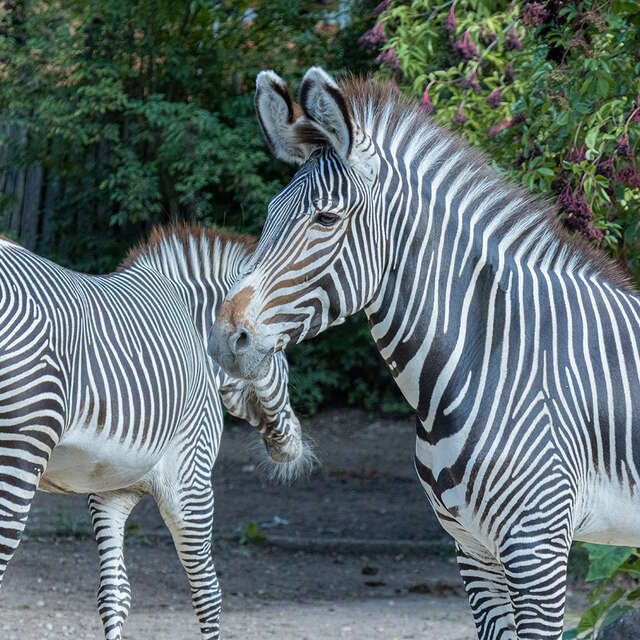 Tieraufwachen im Zoologischen und Botanischen Garten