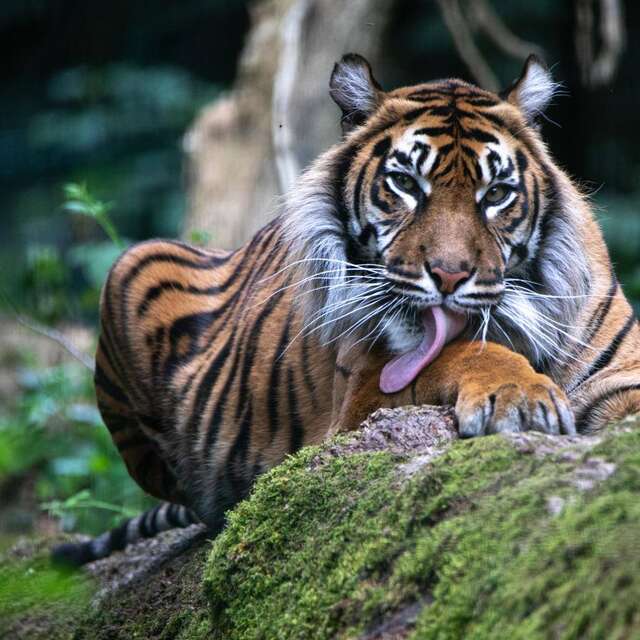 Parc Zoo du Reynou