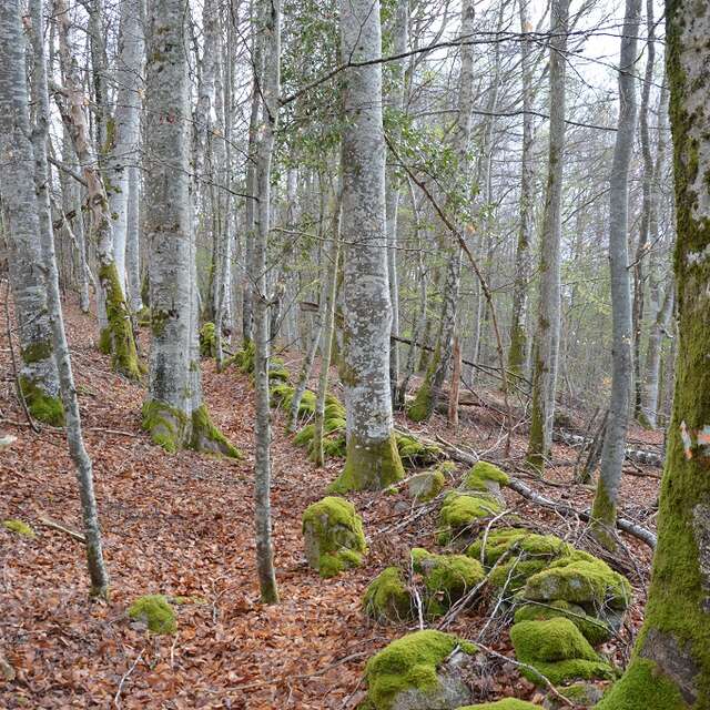 Chemin du Bois d'Amont