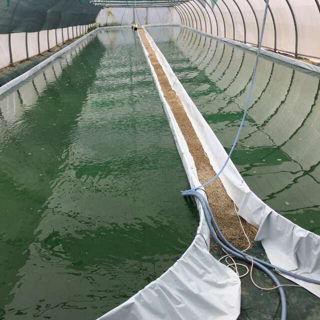 Bretagne Spiruline