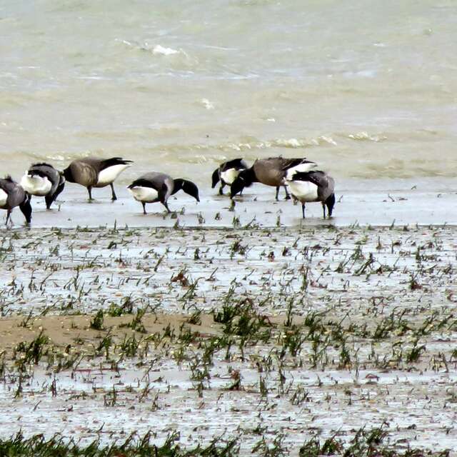 Balade sonore à l'écoute des oiseaux