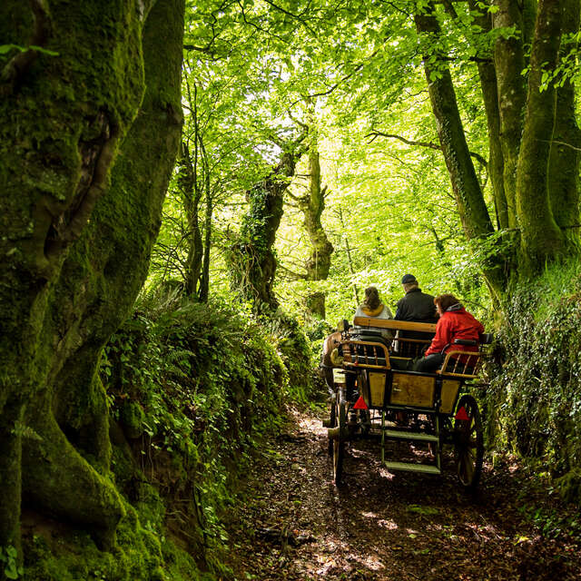 Attelages de Trocoet