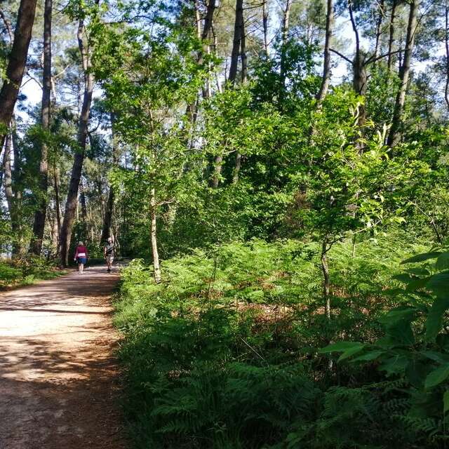 GR® de Pays - Tour de Brocéliande - de Trémelin à Montfort