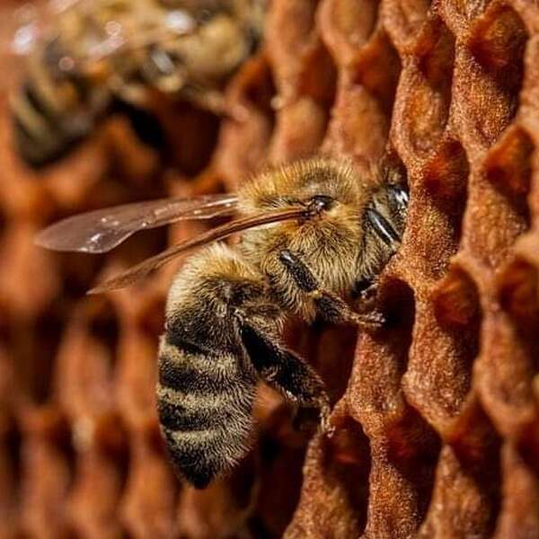 BZzzH Apiculture