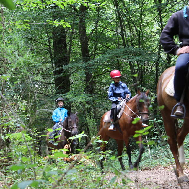 Circuit équestre Forêt de Montauban (n°2)
