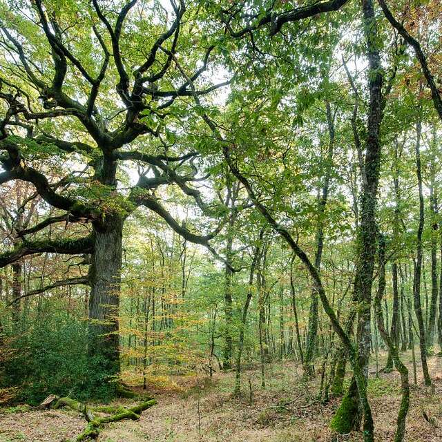 Circuit La Basse forêt de Brocéliande - n° 177