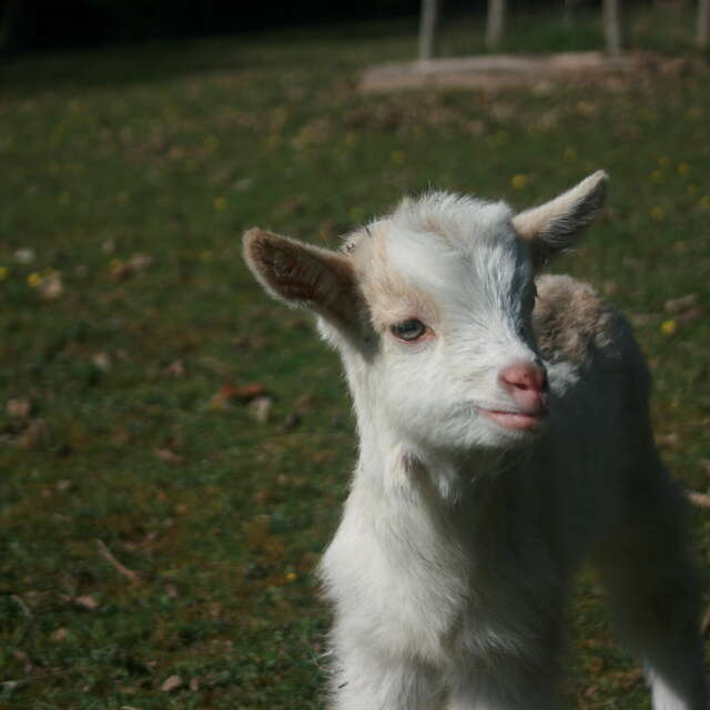 La Ferme du Grand Roscoët