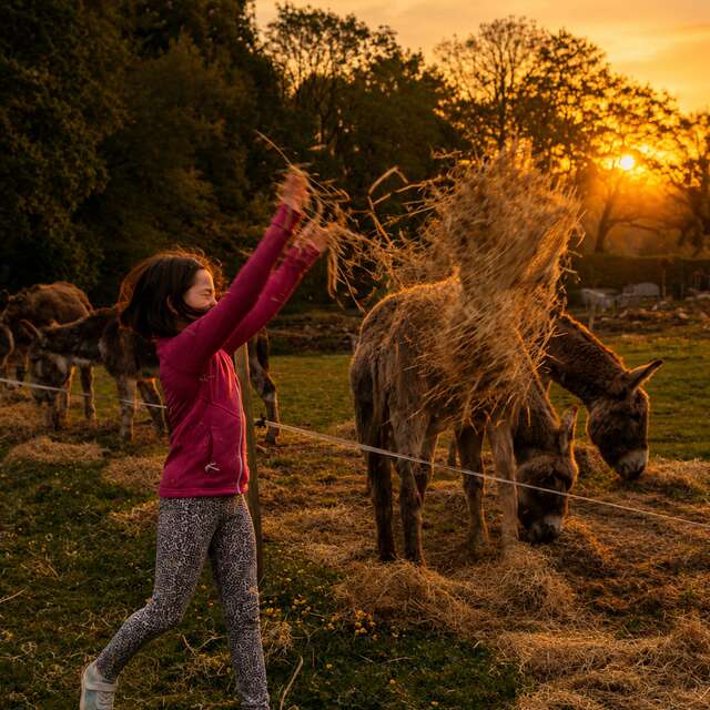 La nuit des animaux