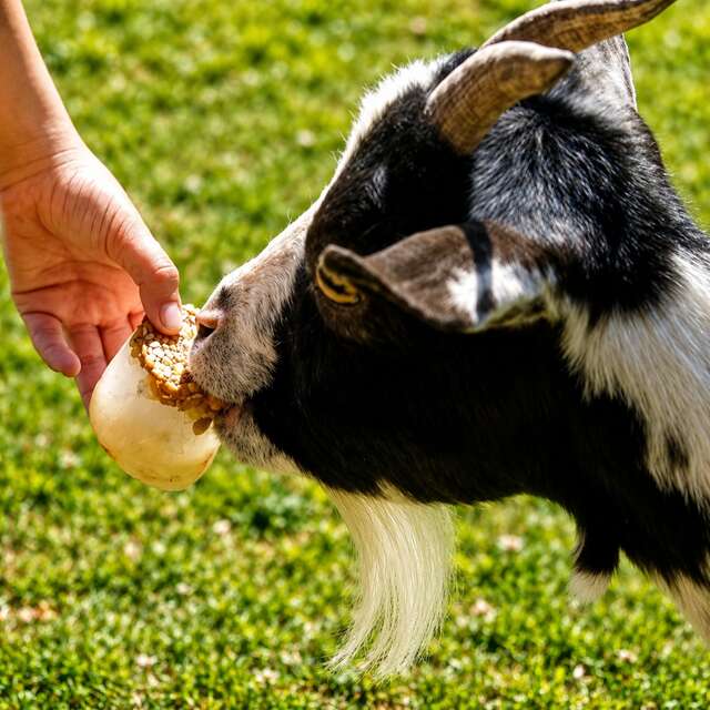 Le goûter givré des animaux - 3 à 8 ans