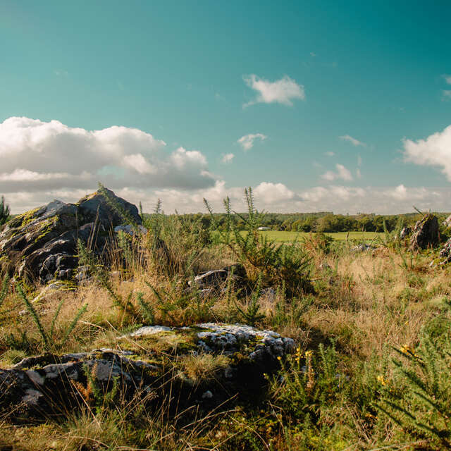 Saint-Jacut-les-Pins