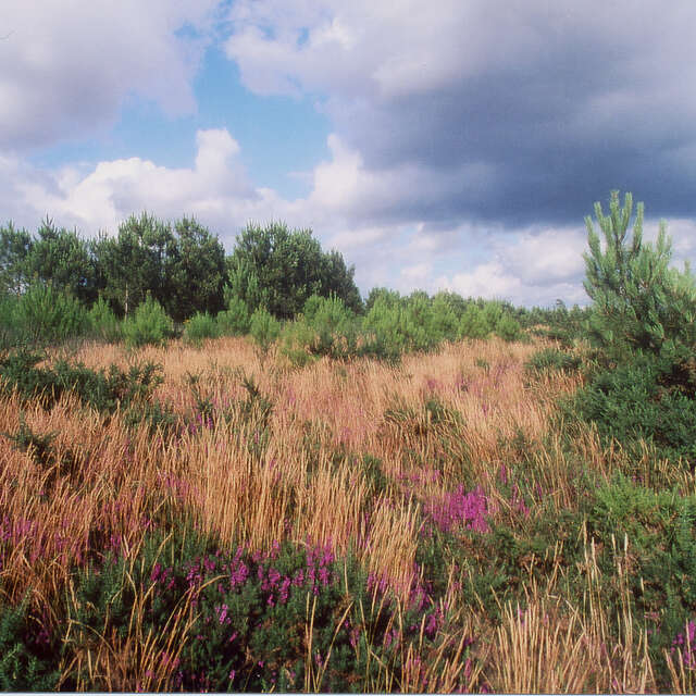VP 17 - Circuit des landes de Pinieux et de Lanvaux