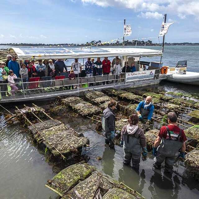 L'huître La Toulverne - Au Rythme des Marées