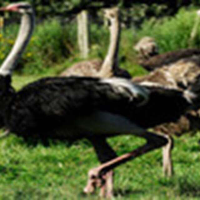 Ferme d'autruches de la Saudraye