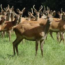 Cerfs de Haute Brocéliande / EARL les compagnons de la lande