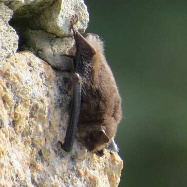 Sortie nocturne à l'écoute des chauves-souris