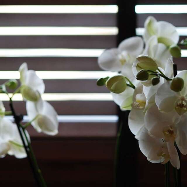 Hanna Shiatsu Massage