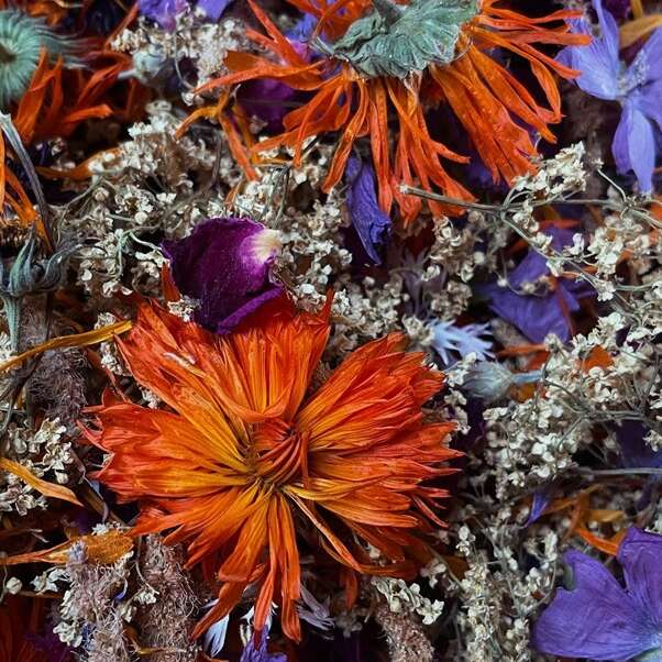 Les fleurs aux fées