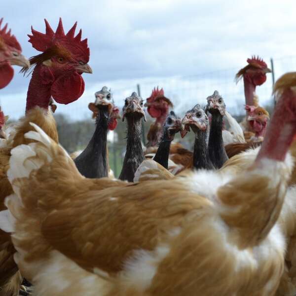 La Ferme du Rahun