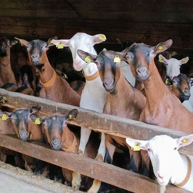 GAEC LAIT CAPRINES