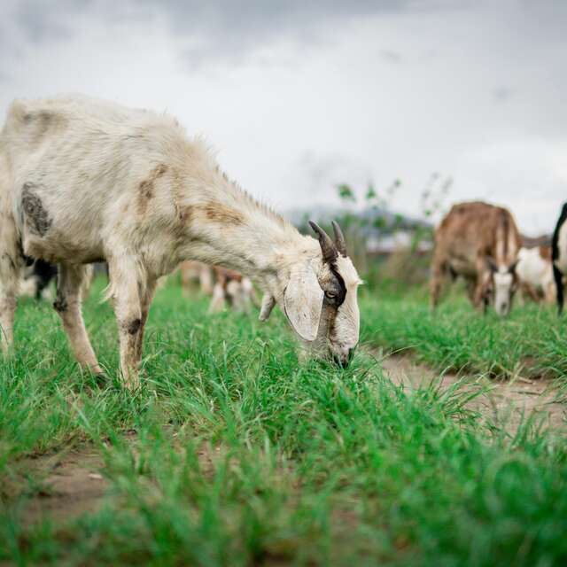La Ferme de l'Hôtié