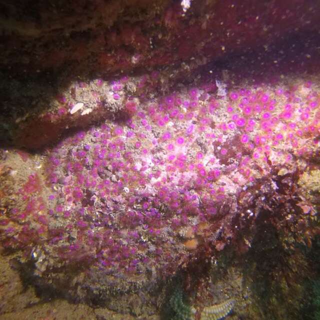 Centre Haliotis Plongée