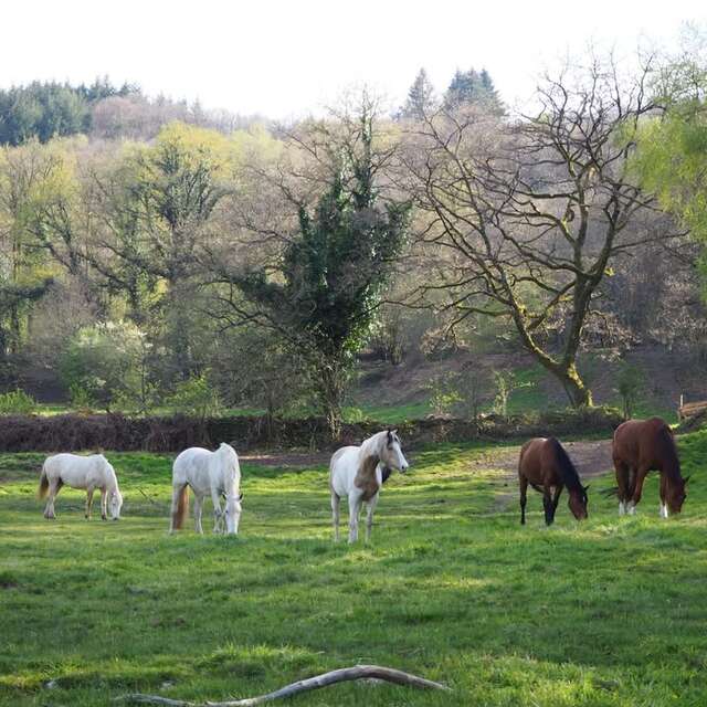Confi'danse Equine