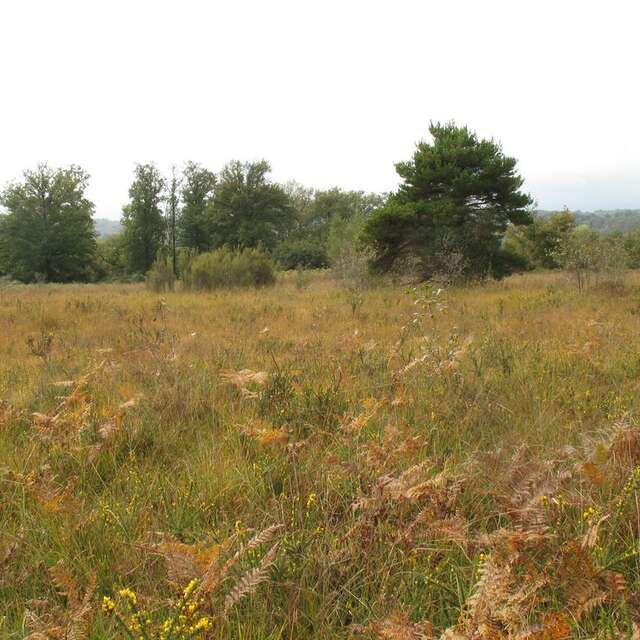 Randonnée commentée : Dans la bruyère !