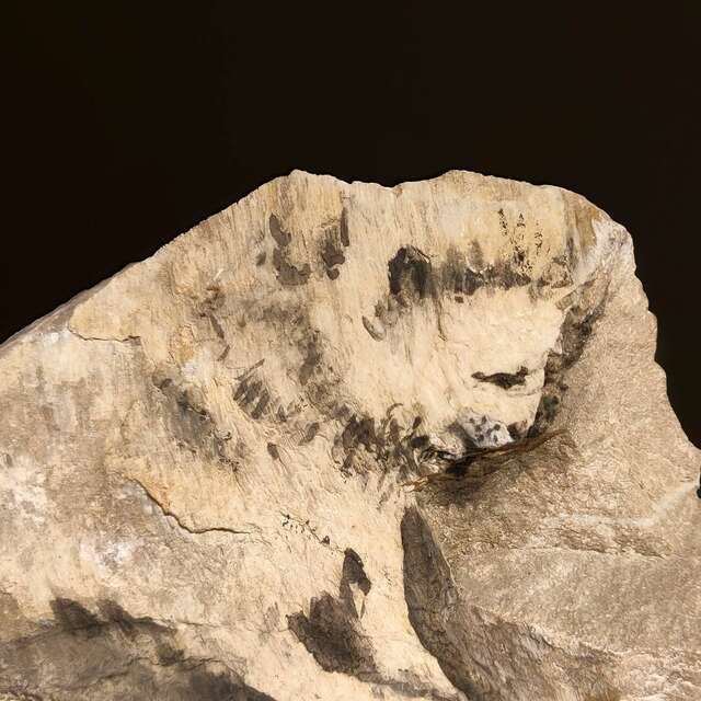 Expositions : Les pierres qui parlent de Marie-Antoinette Bassieux