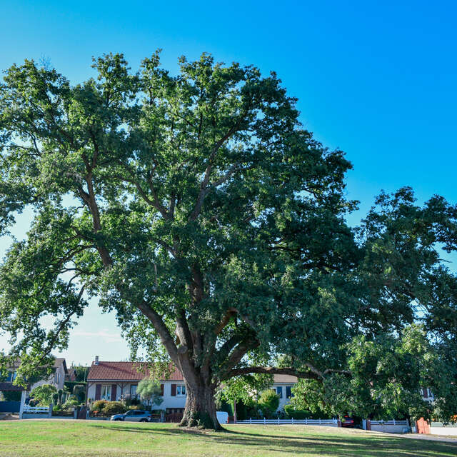Chêne remarquable de Charroux