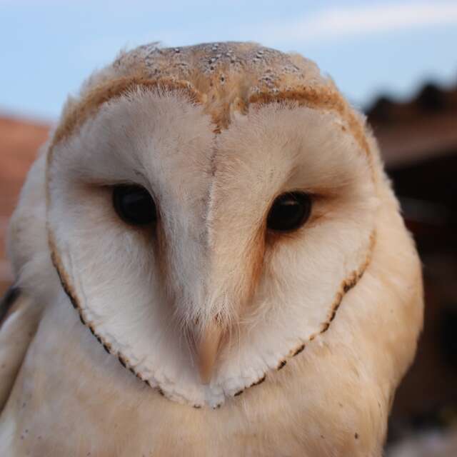 Nocturnes Chouette et Compagnie à Terres d'Oiseaux